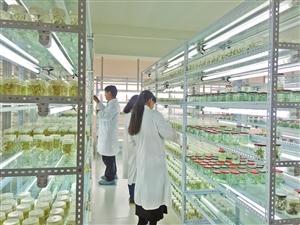 三保奇花 生物科技賦能產業升級，生物農藥揚帆出海